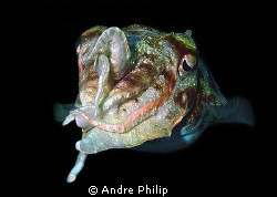 Cuttlefish-Portrait by Andre Philip 